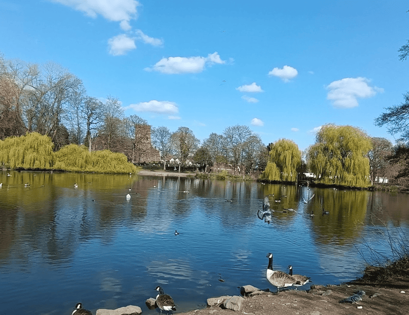 10 Best Dog Swimming Spots in Birmingham - Calmshops.co.uk