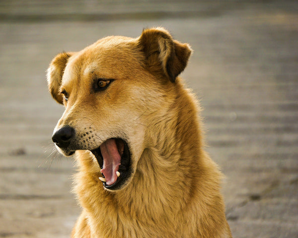 Aggression in Dogs: Using Citronella Spray Collars as a Gentle Deterrent - Calmshops.co.uk