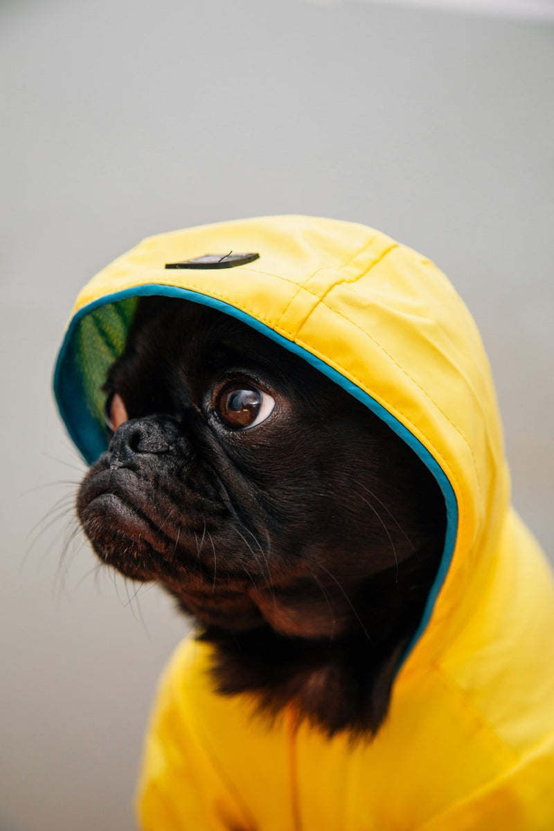 Best Dog Rain Coat With Hood: Waterproof Dog Jackets and Where to Buy Them - Calmshops.co.uk