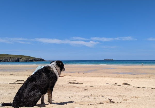 Best Dog Swimming Spots in Cornwall: Top 5 Spots for a Splashing Adventure with Your Dog - Calmshops.co.uk