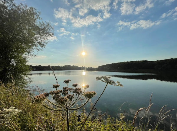 Best Dog Swimming Spots in Leicestershire: Top 5 Places for a Splash with Your Dog - Calmshops.co.uk