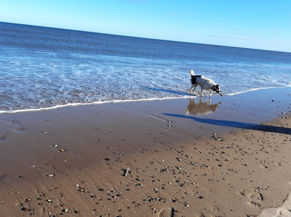 Best Dog Swimming Spots in Northumberland: Top 5 Scenic Locations for a Splash with Your Pup - Calmshops.co.uk