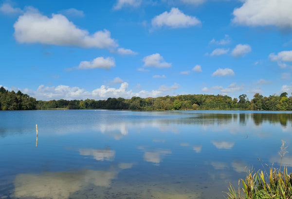 Best Dog Swimming Spots in Shropshire for Splash-Tastic Adventures - Calmshops.co.uk