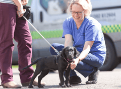 Best Vets in Bedfordshire: Trusted Care for Your Pets