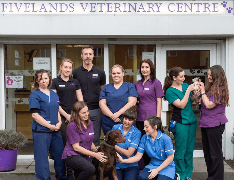 Best Vets in Birmingham: Trusted Care for Your Pets - Calmshops.co.uk