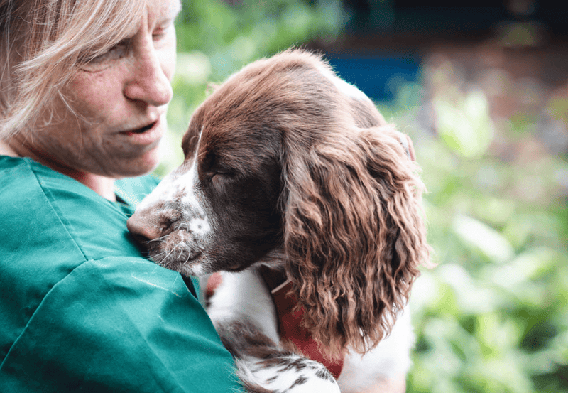 Best Vets in Cumbria: Expert Care for Your Pets - Calmshops.co.uk