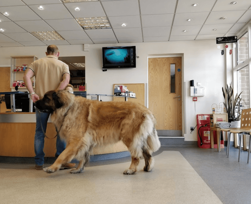 Best Vets in Derbyshire: Exceptional Care for Your Pets - Calmshops.co.uk