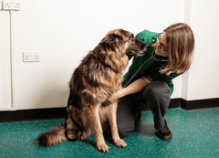 Best Vets in Durham: Dedicated Care for Your Pets