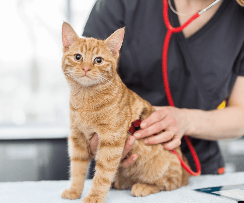 Best Vets in Gloucestershire: Expert Care for Your Pets - Calmshops.co.uk