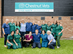 Best Vets in Hertfordshire: Exceptional Care for Your Pets