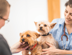 Best Vets in Kent: Expert Care for Your Pets