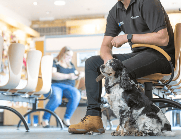 Best Vets in Lincolnshire: Trusted Care for Your Pets - Calmshops.co.uk