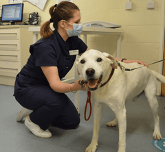 Best Vets in Norfolk: Exceptional Care for Your Pets