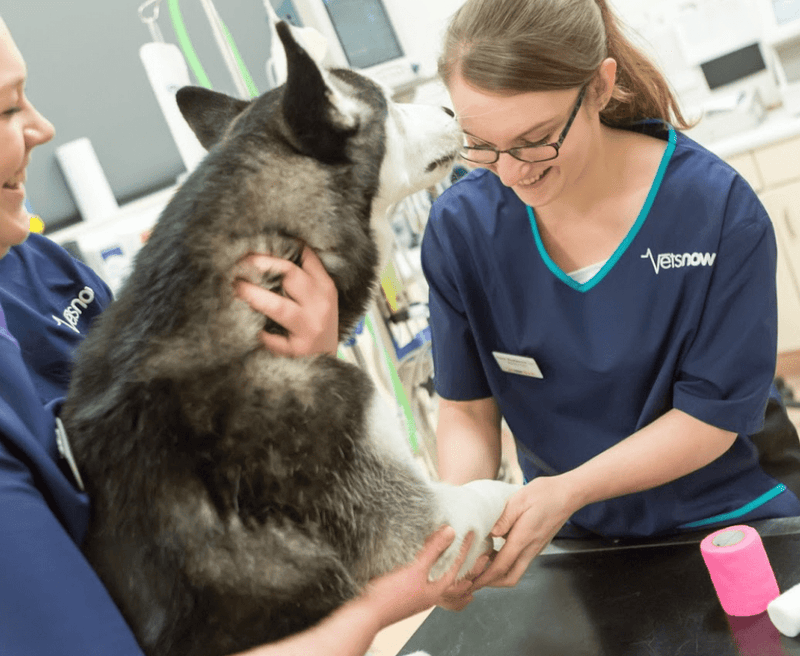 Best Vets in Northamptonshire: Exceptional Care for Your Pets - Calmshops.co.uk