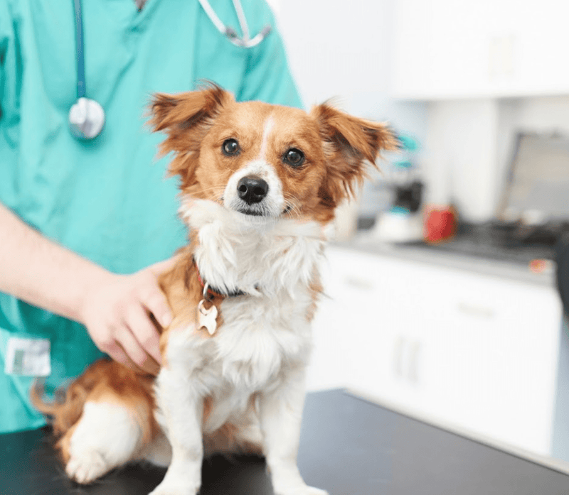 Best Vets in Nottinghamshire: Expert Care for Your Pets - Calmshops.co.uk