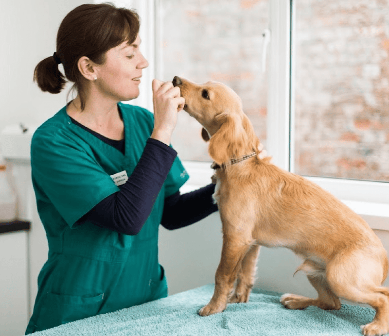 Best Vets in Shropshire: Comprehensive Care for Your Pets - Calmshops.co.uk