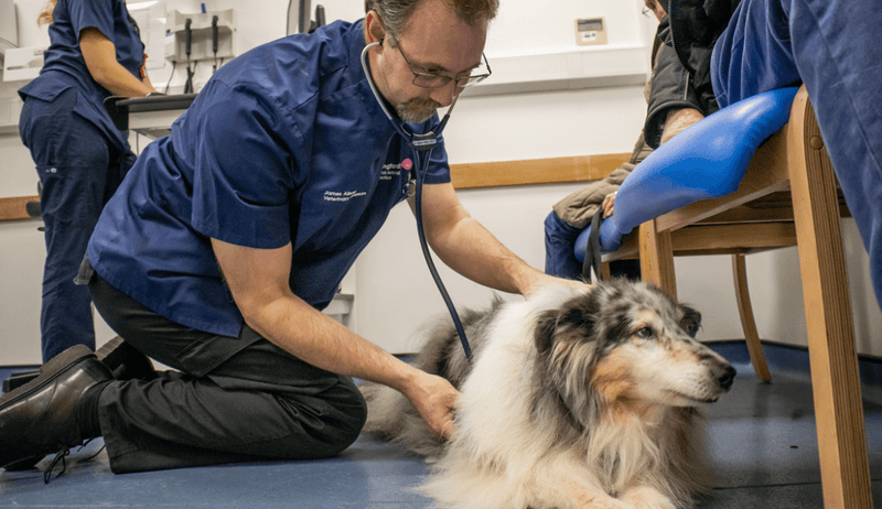 Best Vets in Somerset: Comprehensive Care for Your Pets - Calmshops.co.uk