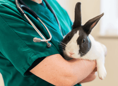 Best Vets in Suffolk: Trusted Care for Your Pets