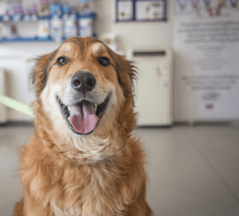 Best Vets in Sussex: Exceptional Care for Your Pets - Calmshops.co.uk