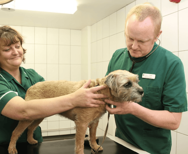 Best Vets in Worcestershire: Expert Care for Your Pets - Calmshops.co.uk