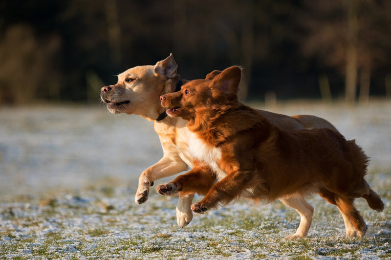 Best Way to Walk Two Dogs - Calmshops.co.uk