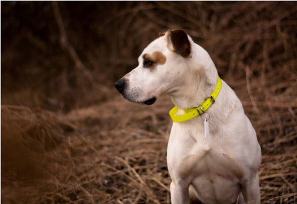 Can a dog electric collar help with your new puppy? - Calmshops.co.uk