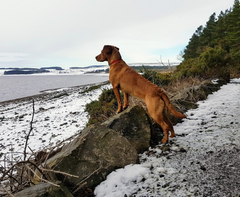 Los mejores lugares para nadar con perros en Durham: los 5 mejores lugares para darse un chapuzón con su cachorro