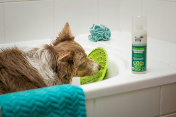 How often should i bathe my dog?