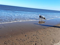 Los mejores lugares para nadar con perros en Northumberland: los 5 mejores lugares pintorescos para darse un chapuzón con su cachorro