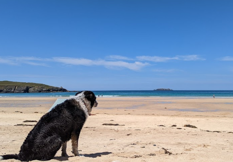 where to take my dog to swim in Cornwall