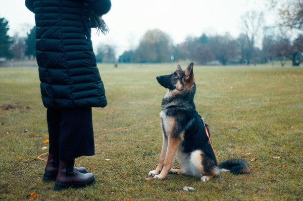 How can i train my dog? - Calmshops.co.uk