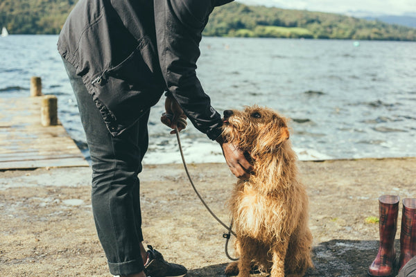 How often should i walk my dog? - Calmshops.co.uk