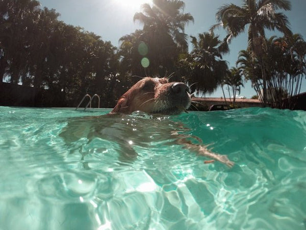 How to Keep Your Dog Cool and Happy During the UK Summer Heat - Calmshops.co.uk