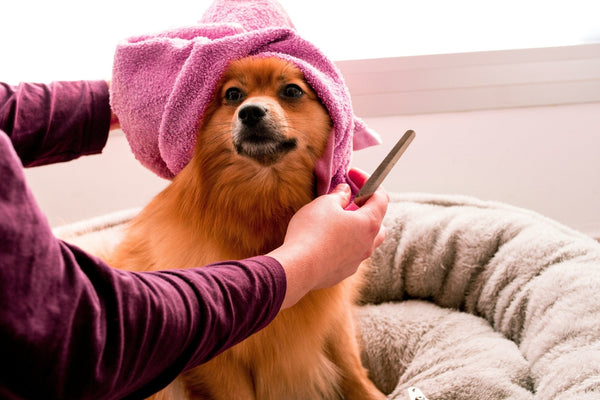 How to Take Care of My Dog’s Nails: A Complete Guide for Pet Owners - Calmshops.co.uk