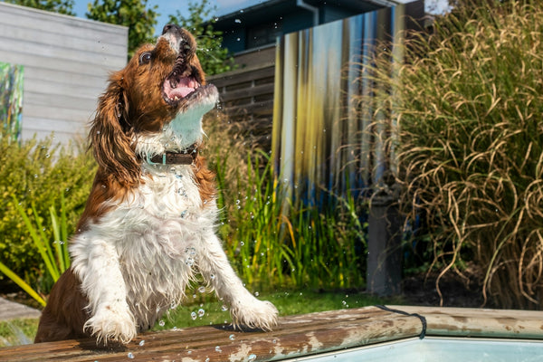 Where to Take My Dog for a Swim in Buckinghamshire