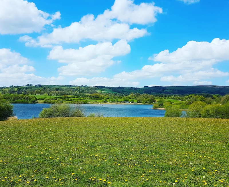 Where to take my dog to swim in Staffordshire: Top 5 Locations for a Splash with Your Dog - Calmshops.co.uk