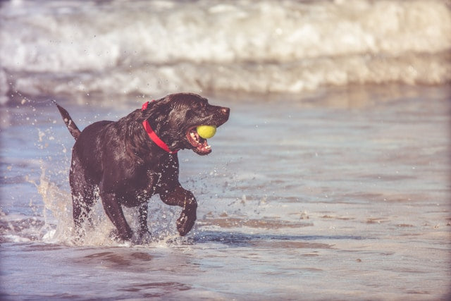 Where Can I Take My Dog To Swim In Bedfordshire