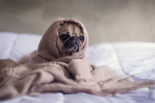 What are the signs of illness in dogs? - Calmshops.co.uk