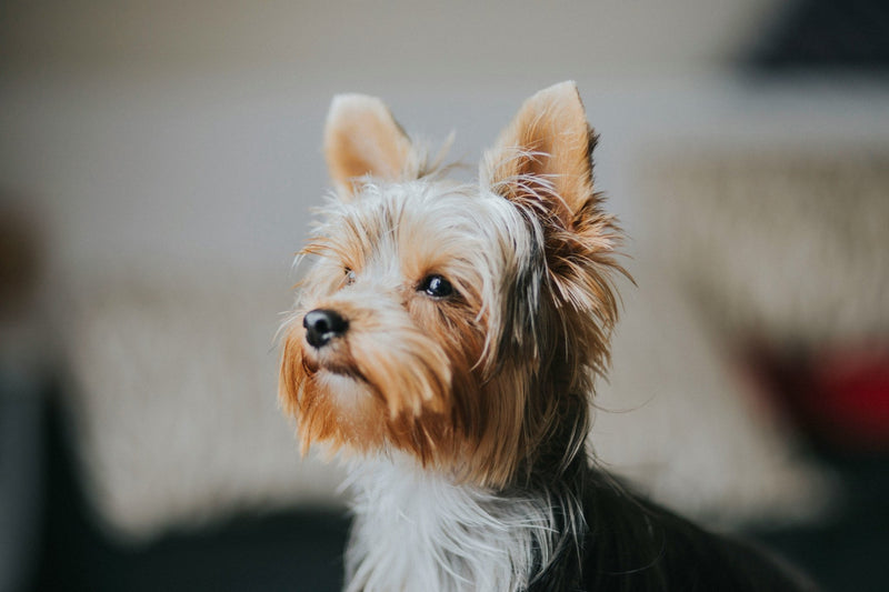 What Dogs Don't Shed? Your Guide to Hypoallergenic Canine Companions - Calmshops.co.uk