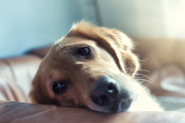 What should i do when my dog feels bad - Calmshops.co.uk