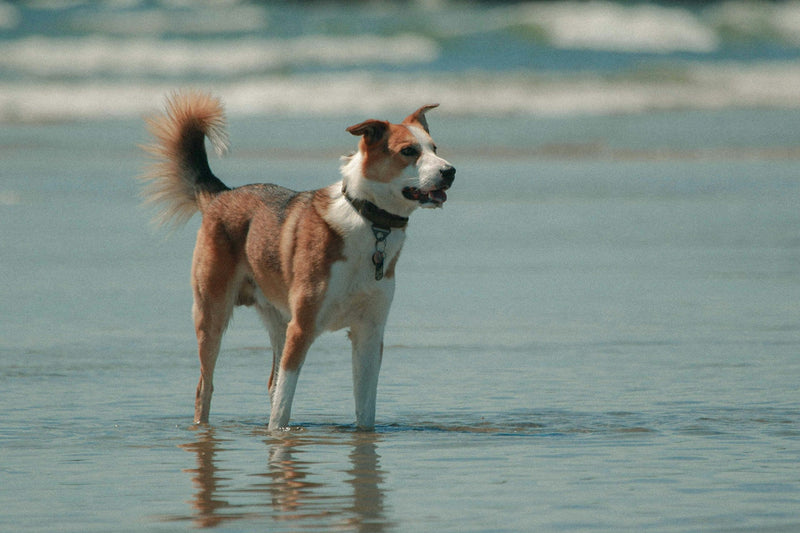 Where Can I Take My Dog for Swimming in Cheshire? - Calmshops.co.uk