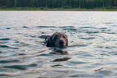 Where Can I Take My Dog to Swim? Best Dog Swimming Spots in the UK