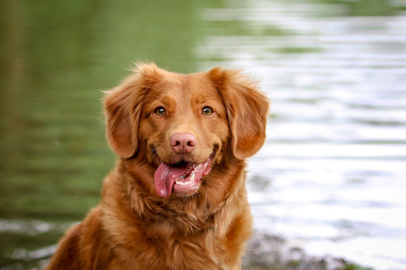 Where to Take My Dog for a Swim in London: Top 10 Dog-Friendly Spots - Calmshops.co.uk