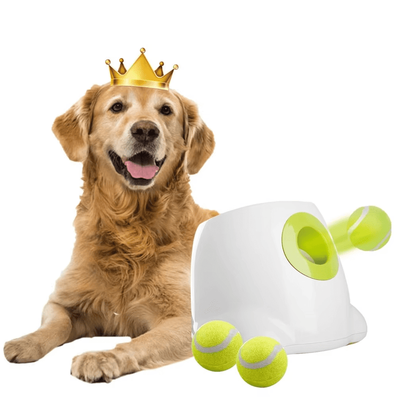 Calmshops Maxi Automatic Ball Launcher For Dogs Interactive Thrower - Calmshops.co.uk