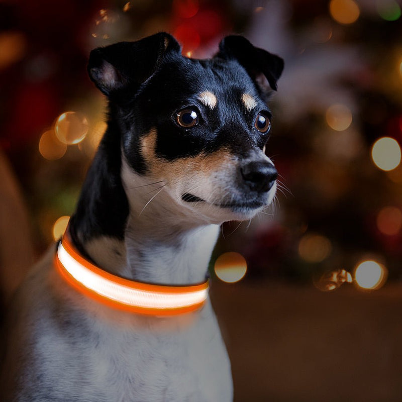 Led Light Dog Collar For Dogs, Light Up Collar for Dogs USB Rechargeable - Calmshops.co.uk